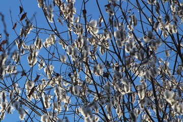 willow Bush later in the autumn, with fluffy catkins
