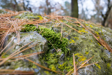 Stone covered with fallen needles and moss.Close up