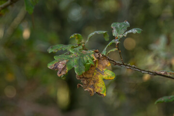 dry orange and yellow leaves of the tree with autumn background, autumn landscape