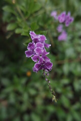 Beauty of  The Violet Buddleia at the garden