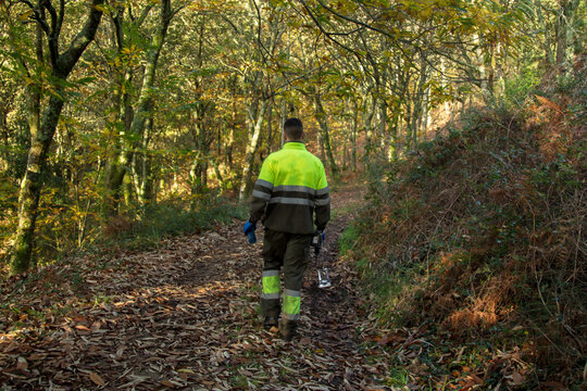 forestry worker on the mountain road looking at the trees for silvicultural treatment