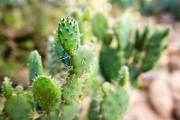 cactus in the desert