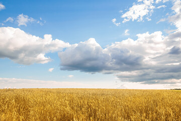 Obraz premium glade with yellow ripe ears of wheat with a blue cloudy sky before the rain summer dnemm