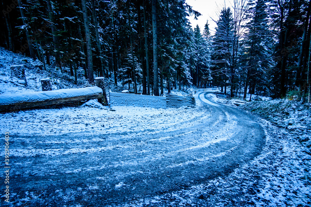 Poster forest in winter - bavarian alps