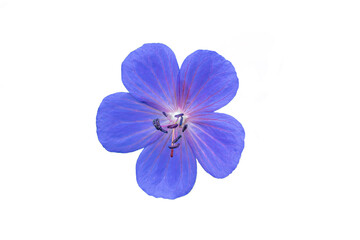 Fototapeta na wymiar blue wild meadow geranium flower on white background