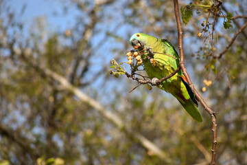 turquoise-fronted amazon (Amazona aestiva) feeding in the wild