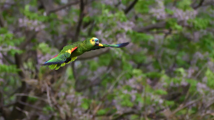turquoise-fronted amazon (Amazona aestiva) flying in the wild