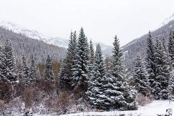 Obraz premium winter forest in the mountains