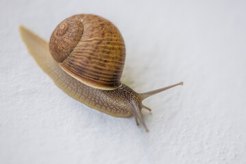 Land snail on white wall