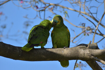 turquoise-fronted amazon (Amazona aestiva) in the wild