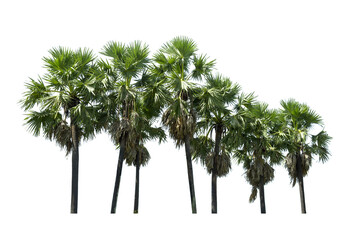 Trees, sugar palm trees line isolated on  white background.