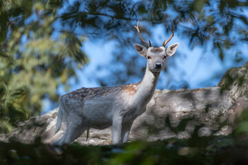 Fallow deer male in the wild (Dama dama)