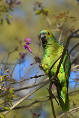 turquoise-fronted amazon (Amazona aestiva) in the wild