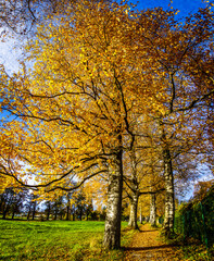 Naklejka premium tree at a forest