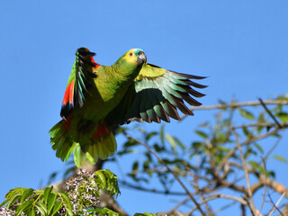 turquoise-fronted amazon (Amazona aestiva) flying in the wild