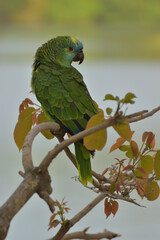 turquoise-fronted amazon (Amazona aestiva) in the wild