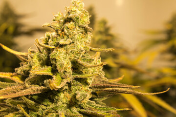 Close-up of bud cutting with inner marijuana trichomes, Matanuska