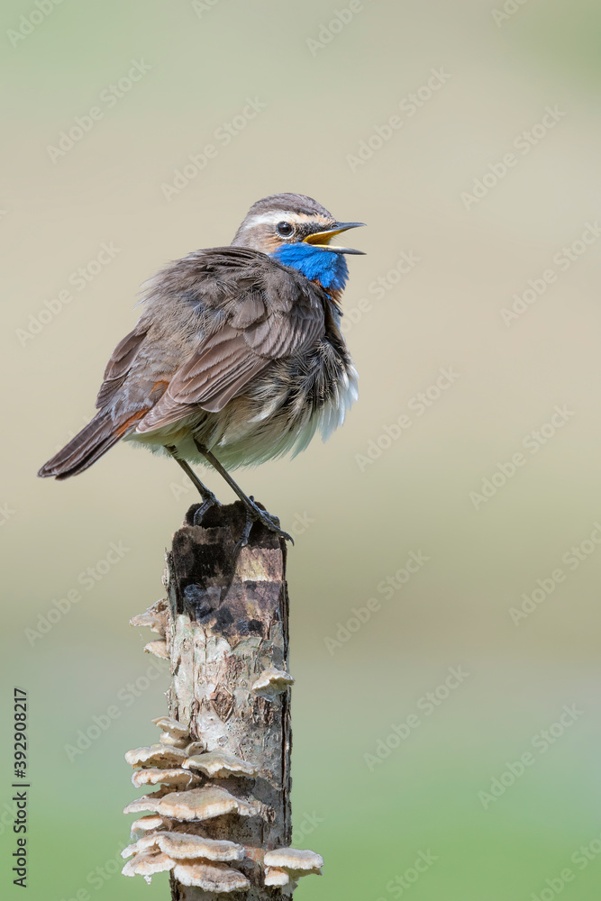 Wall mural bluethroat male in breeding season (luscinia svecica)