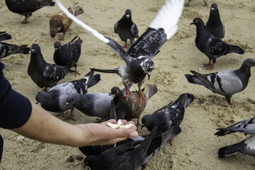 Fototapeta premium Feeding the pigeons