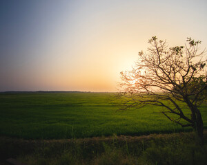 Obraz premium sunrise in the fog