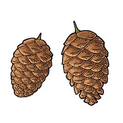 Pine cone. Vector vintage color engraving illustration isolated on white