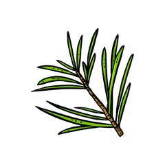 Needles branch. Vector vintage color engraving isolated on white