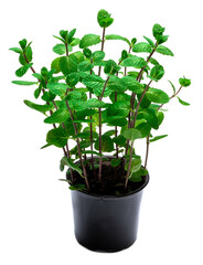 Fresh mint plant in the pot isolated on white background