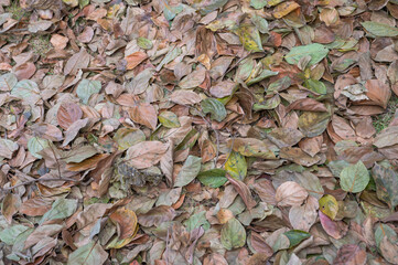 落ち紅葉　柿の葉