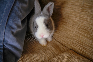 white and gray cute rabbit peeking from the pillow on the sofa close-up. Copy space. 