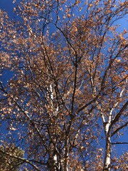 tree in the park