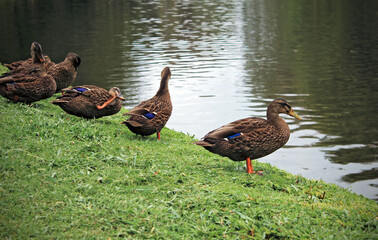 Wild ducks in nature, landscape