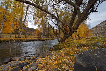 Russia. South Of Western Siberia. Mountain Altai. Early autumn morning on the coast of the Big Ilgumen river near the village of Kupchegen.