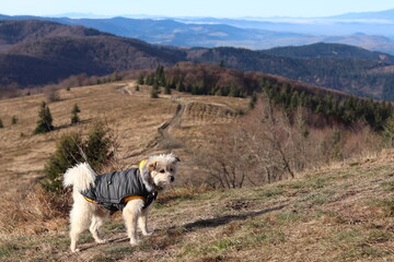Pies w górach w ubraniu © Monika