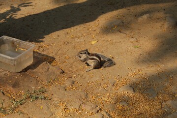 Squirrel on the ground 