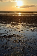 Oyster beds at low tide off the coast of the seaside town Whitstable in Kent at sunset, UK, oyster...