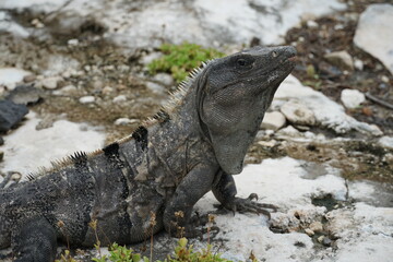 tulum, iguana, unesco, archeology, coati, buildings, nature, palms, birds, pelicano, tower, quintana roo, mexico