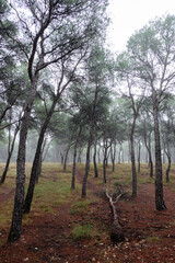 A forest on a cloudy autumn day