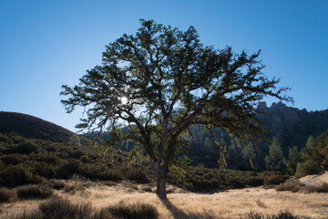 Tree in Pinnacles National Park