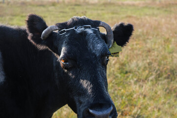 Cow's head. Brown eye of a black cow, lit by the sun. Wet nose. Copy space.