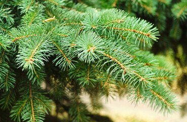 green fir tree branch