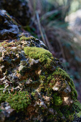 Detail photograph of moss on a rock during autumn