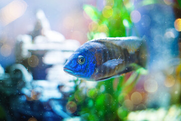 Decorative bright fish in a transparent tank-aquarium, an aquatic habitat under artificial lighting. Beautiful nature backgrounds. Hobby concept.