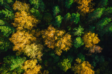 Aerial view on colourful forest in autumn season, forest with small road from above.