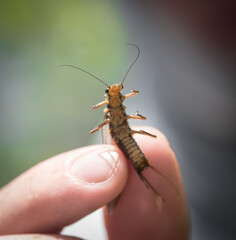 A fresh skwala is found on the banks of western Montana.