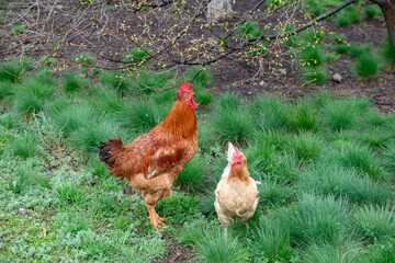 Rooster of red breed is standing near lighter hen.