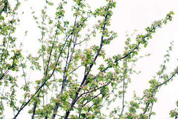 Blooming branches of Apple trees against the sky in spring. The beauty in nature.