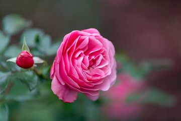 Pink rose in full bloom on the blurred background in the garden