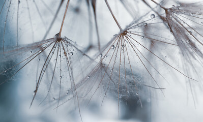 Fototapeta na wymiar dandelion seeds with water drops. 