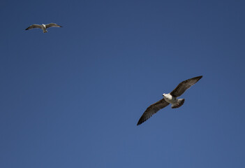 Close-up of two gulls in the sky
