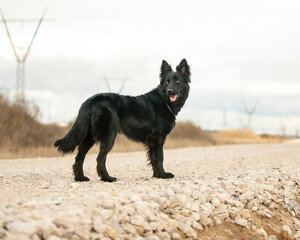 black shiny dog walks in nature